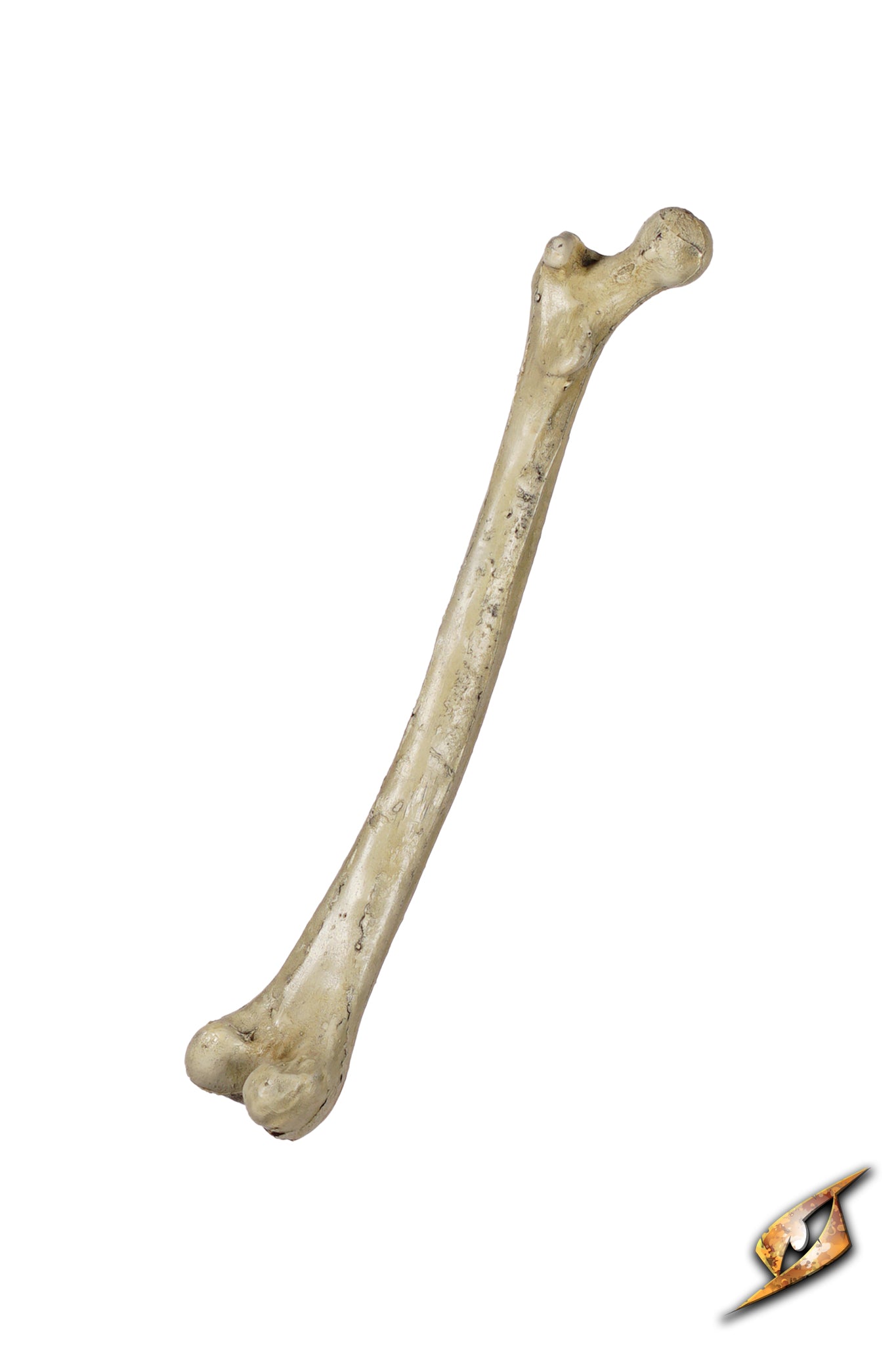 3292 07%20 %20Thigh%20Bone